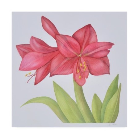 Deborah Kopka 'Amaryllis Pink' Canvas Art,14x14